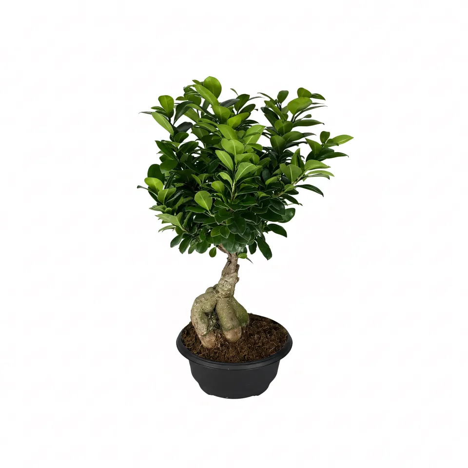 Plant in pot - origineel